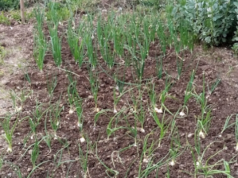 Plantação de cebola de inverno.